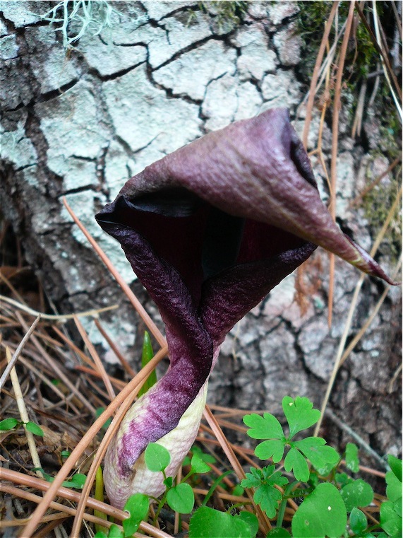 Arum pictum / Gigaro punteggiato